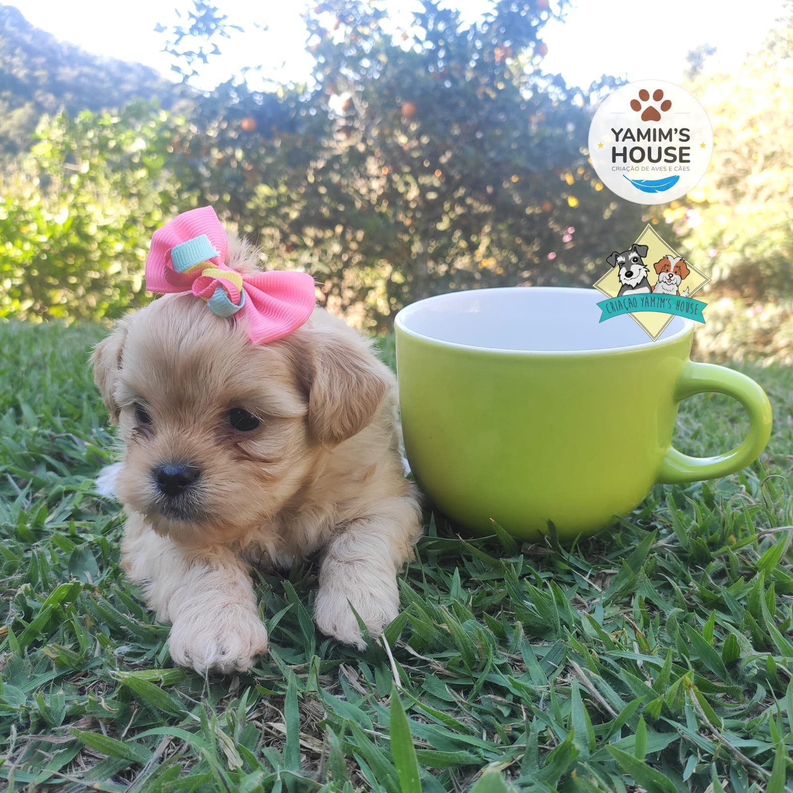 Filhote da raça Lhasa Apso