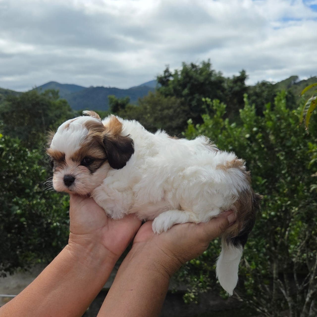Filhote da raça Lhasa Apso