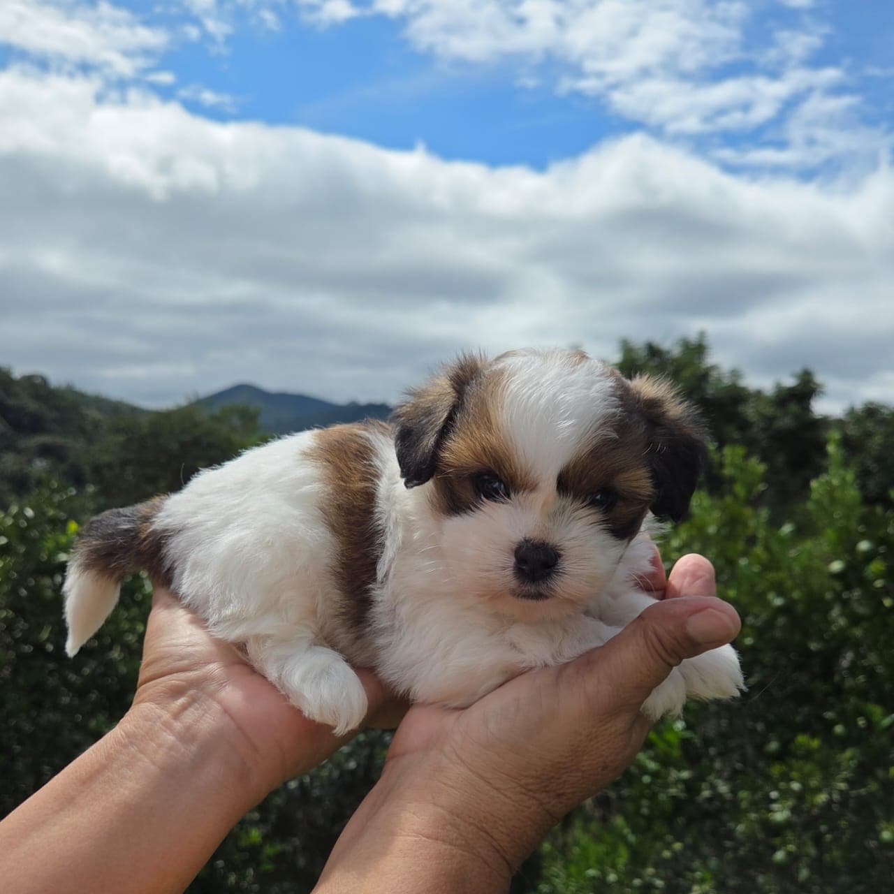 Filhote da raça Lhasa Apso