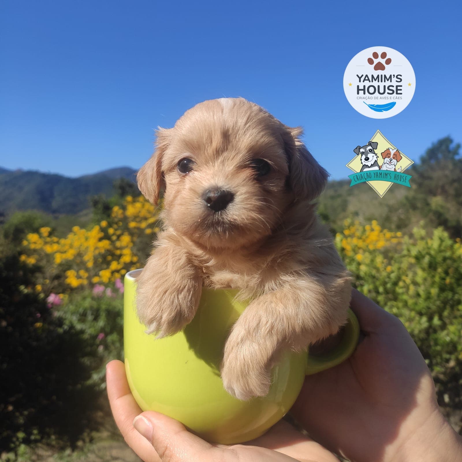 Filhote da raça Lhasa Apso