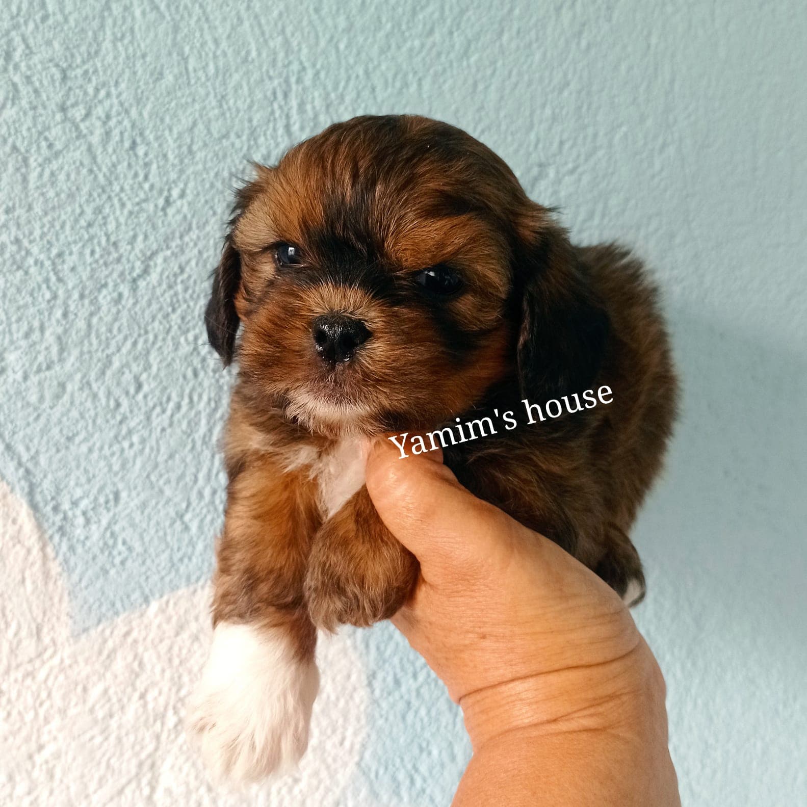 Filhote da raça Lhasa Apso