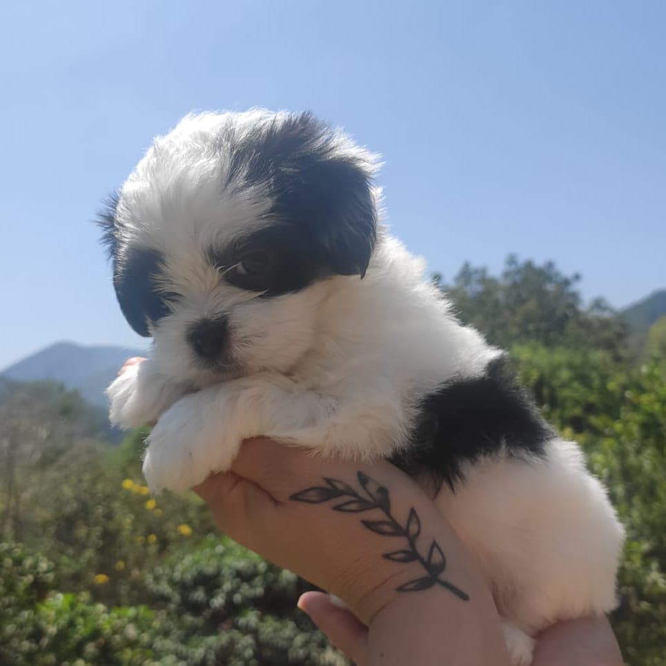 Filhote da raça Lhasa Apso