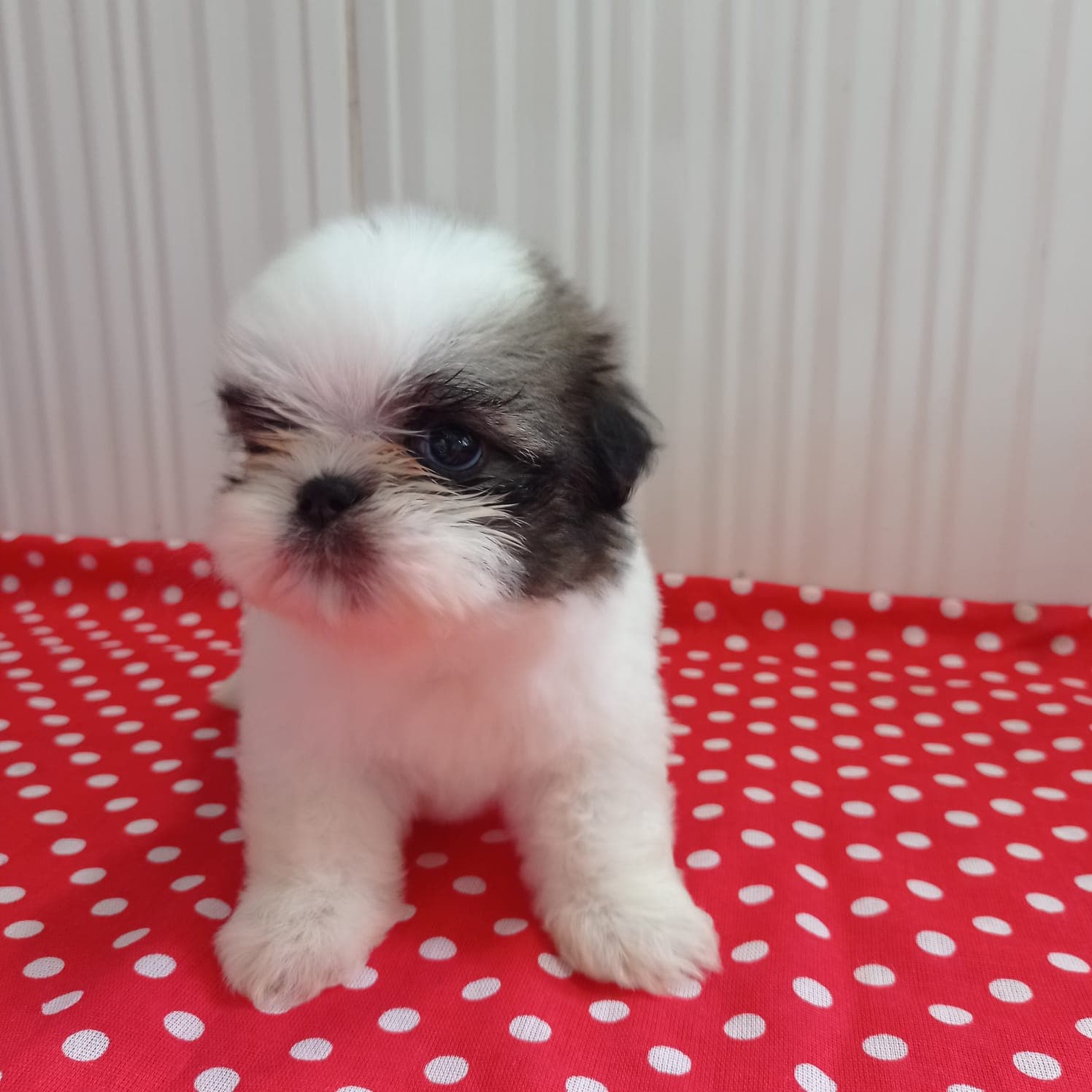 Filhote da raça Shihtzu