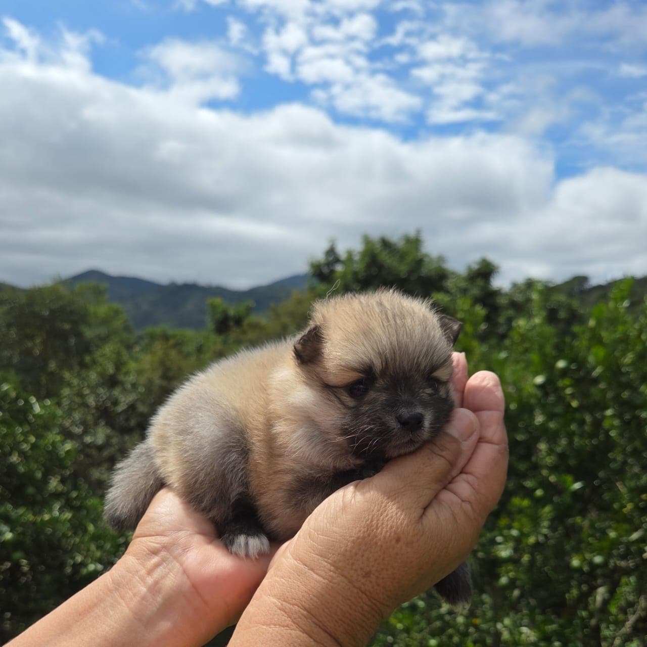 Filhote da raça Spitz Alemão